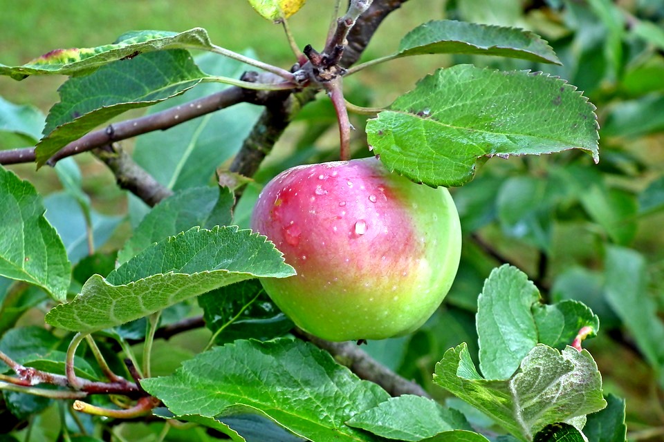 jabłko Bieszczady, owoce na odporność