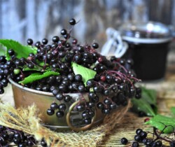 czarny bez owoc, zioła na przeziębienie, zioła na COVID-19, zioła Bieszczady, Bieszczadzkie Herbarium